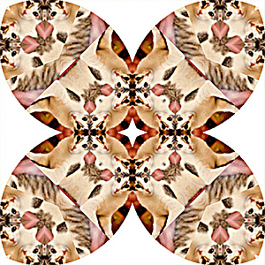 Poplar mandala by Maria Yu